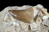 Mosasaur Tooth With Fossil Shark Tooth & Vertebrae #77982-2